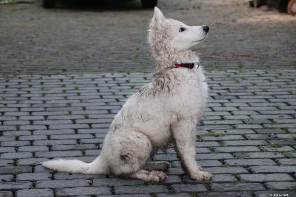 The Risks of Improper Dog Stain Cleaning and How to Safely Remove Them