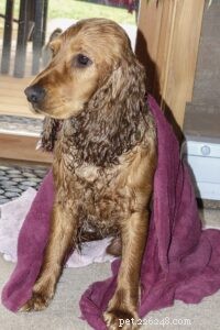 The Risks of Improper Dog Stain Cleaning and How to Safely Remove Them
