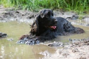 The Risks of Improper Dog Stain Cleaning and How to Safely Remove Them