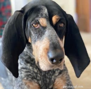 Advanced Gut Support: Beyond Traditional Probiotics for Dogs