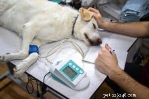 Why Regular Wellness Exams Are Essential for Your Dog s Health
