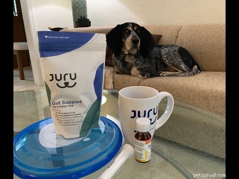 Advanced Gut Support: Beyond Traditional Probiotics for Dogs