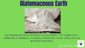 Advanced Gut Support: Beyond Traditional Probiotics for Dogs