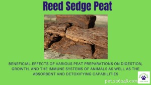 Advanced Gut Support: Beyond Traditional Probiotics for Dogs