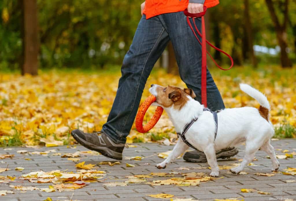 Essential 6‑Step Checklist to Keep Your Pet Healthy and Happy