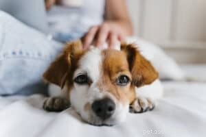 Essential 6‑Step Checklist to Keep Your Pet Healthy and Happy