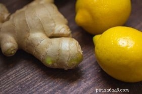 Top 9 Herbal Remedies for Dog Pain Relief – Safe & Effective