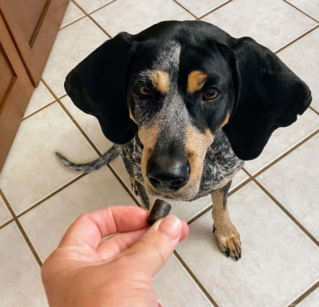 Choosing and Using Dog Supplements for Optimal Health