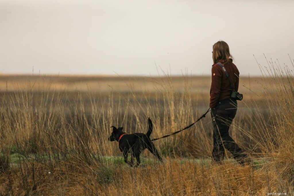 Essential Gear for Stress-Free Dog Walks