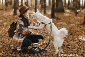 Essential Gear for Stress-Free Dog Walks