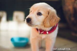 Choosing and Using Dog Supplements for Optimal Health