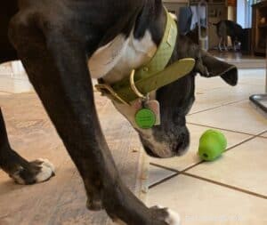 Essential Gear for Stress-Free Dog Walks
