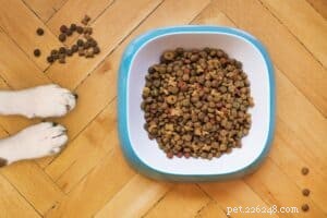 Essential Guide: Do s and Don ts for Choosing the Right Dog Food