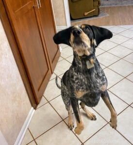 Choosing and Using Dog Supplements for Optimal Health