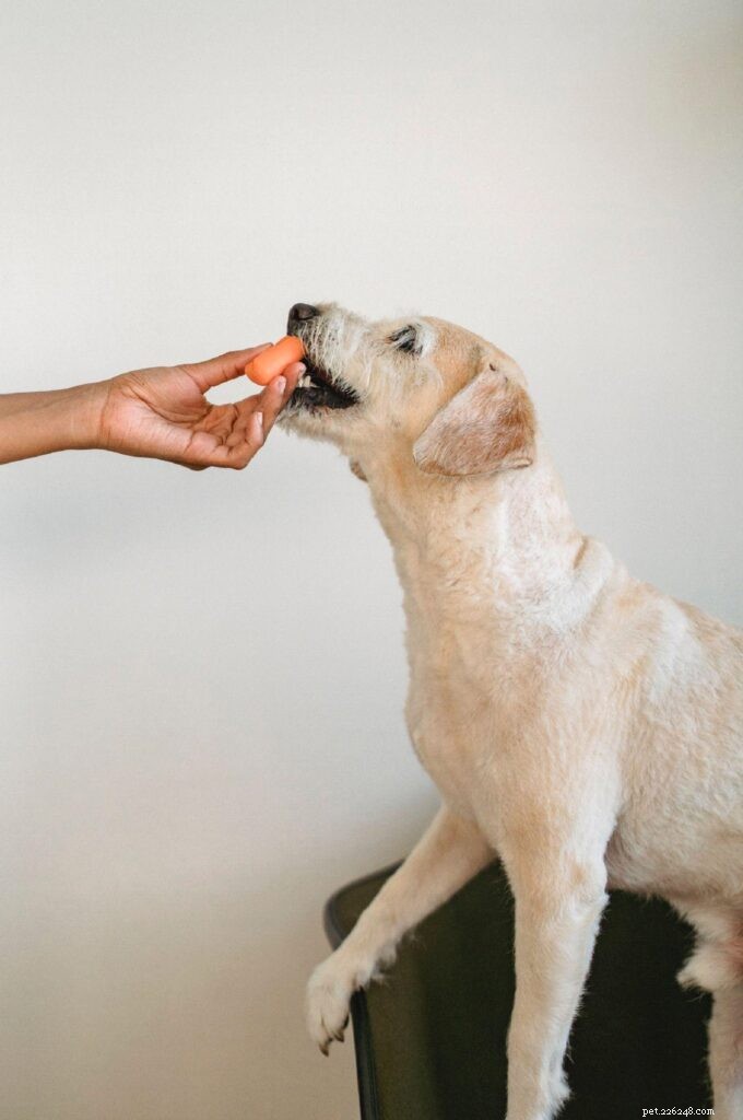 Top 5 Fruits & Vegetables to Boost Your Dog’s Health