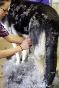 How to Choose the Best Dog Shampoo & Conditioner: A Comprehensive Guide