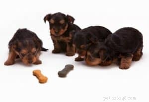 How to Choose the Healthiest Australian Dog Treats: Expert Tips & Tricks