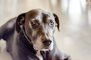 Expert Guide to Caring for Your Senior Dog