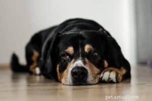 Expert Guide to Caring for Your Senior Dog