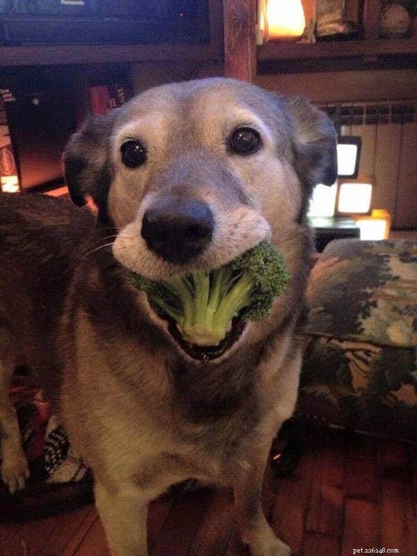 9 Safe Human Foods Your Dog Can Enjoy