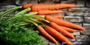 9 Safe Human Foods Your Dog Can Enjoy