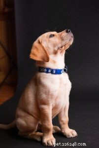 5 Essential Tips for Choosing Healthy Dog Treats