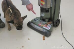 5 Essential Tips for Choosing Healthy Dog Treats