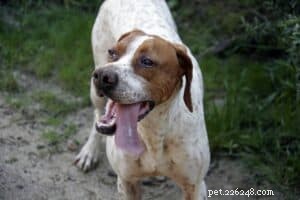 How Weather Influences Your Dog’s Mood: Expert Insights