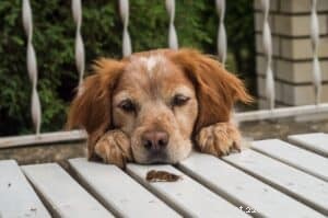 Homemade Dog Treat Recipes That Even Picky Dogs Love
