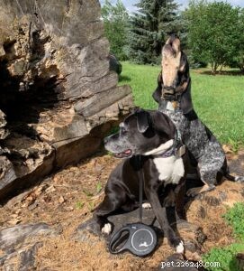 Protect Your Dog from Mosquitoes: 5 Expert-Recommended Pest-Defense Tips