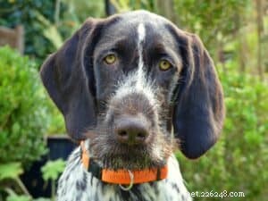 Are Dog Probiotic Supplements Essential? Proven Benefits & Expert Guidance