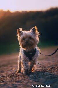 Yorkshire Terriers: Simple Care Tips for Happy, Healthy Companions
