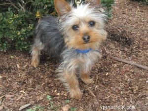 Yorkshire Terriers: Simple Care Tips for Happy, Healthy Companions