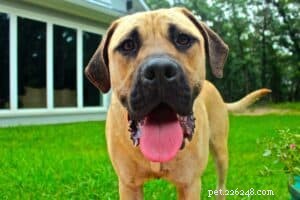 Are Dog Probiotic Supplements Essential? Proven Benefits & Expert Guidance