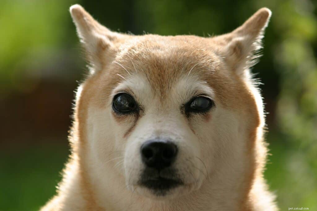 Supporting Your Blind Dog: Practical Tips for a Smooth Transition