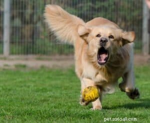 Choosing the Right Dog Food: Expert Tips for a Healthy Diet