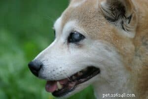 Supporting Your Blind Dog: Practical Tips for a Smooth Transition