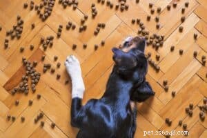 Choosing the Right Dog Food: Expert Tips for a Healthy Diet