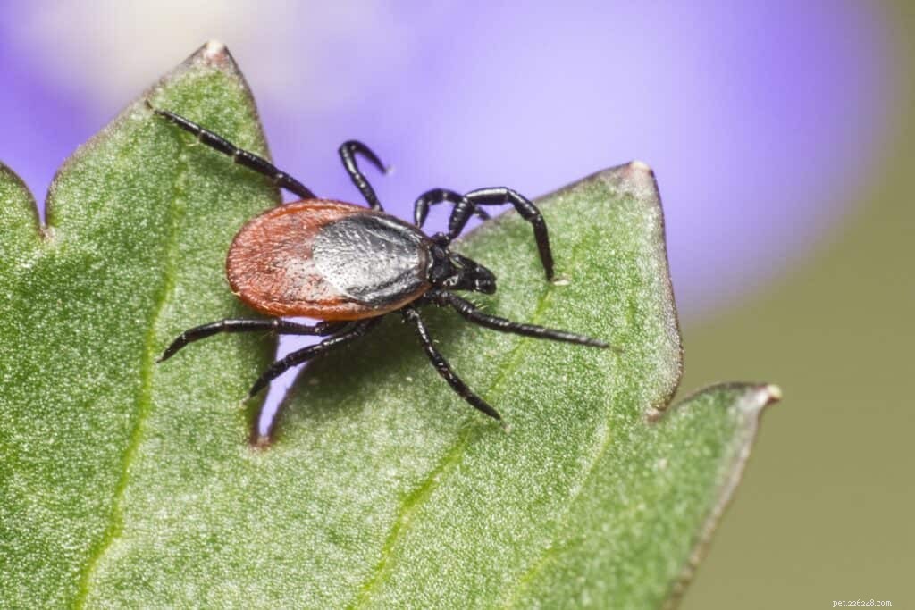 Safe & Effective Tick Removal Techniques for Dogs