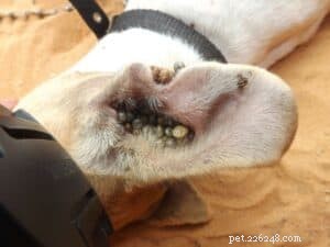 Safe & Effective Tick Removal Techniques for Dogs