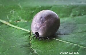 Safe & Effective Tick Removal Techniques for Dogs