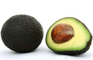 Essential Foods Dogs Must Avoid for Health