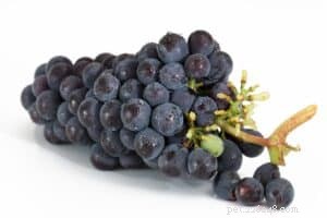 Essential Foods Dogs Must Avoid for Health