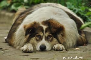 Essential Foods Dogs Must Avoid for Health