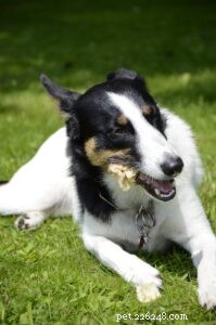 Essential Foods Dogs Must Avoid for Health