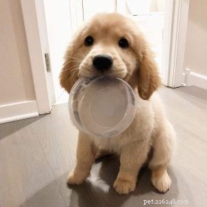 Choosing a Trusted Dog Food Brand: A Practical Guide for Pet Health