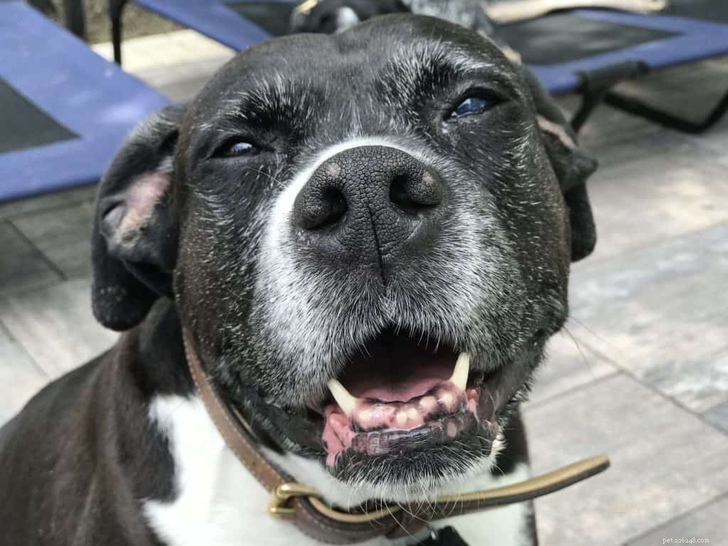 Is a Dry Nose a Sign of Illness in Dogs?