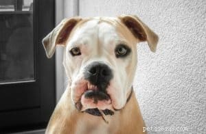 How to Prepare Your Dog for a Veterinarian Visit: A Comprehensive Guide
