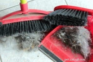 How to Adopt and Care for a Rescue Dog: A Comprehensive Guide