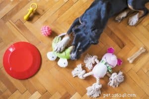 How to Adopt and Care for a Rescue Dog: A Comprehensive Guide